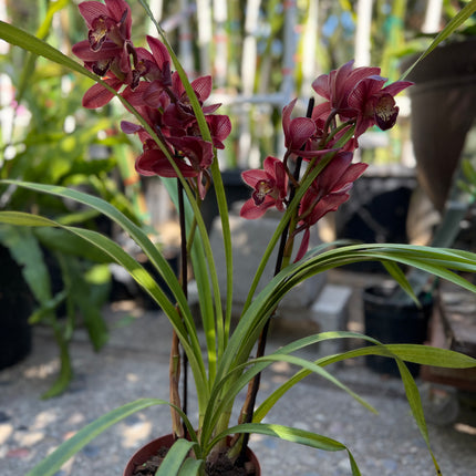 Cymbidium Hades Orchid (Red Boat orchid) live plant