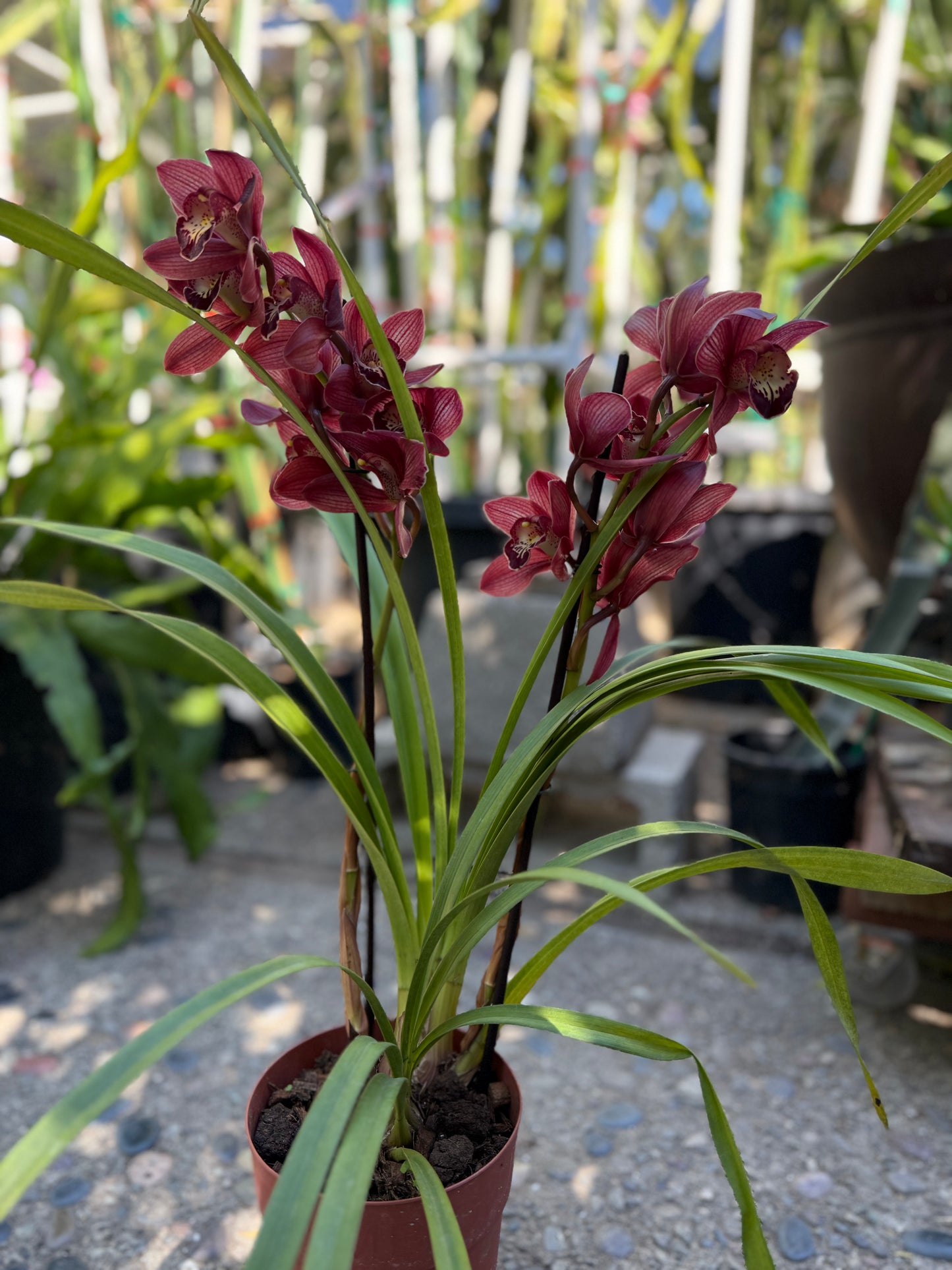 Cymbidium Hades Orchid (Red Boat orchid) live plant