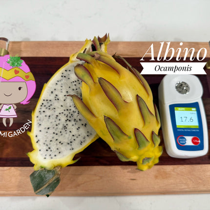 Albino Ocamponis Dragon Fruit Live cutting (12") and rooted plant