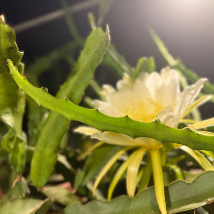 Maria Rosa dragon fruit cutting (12”)