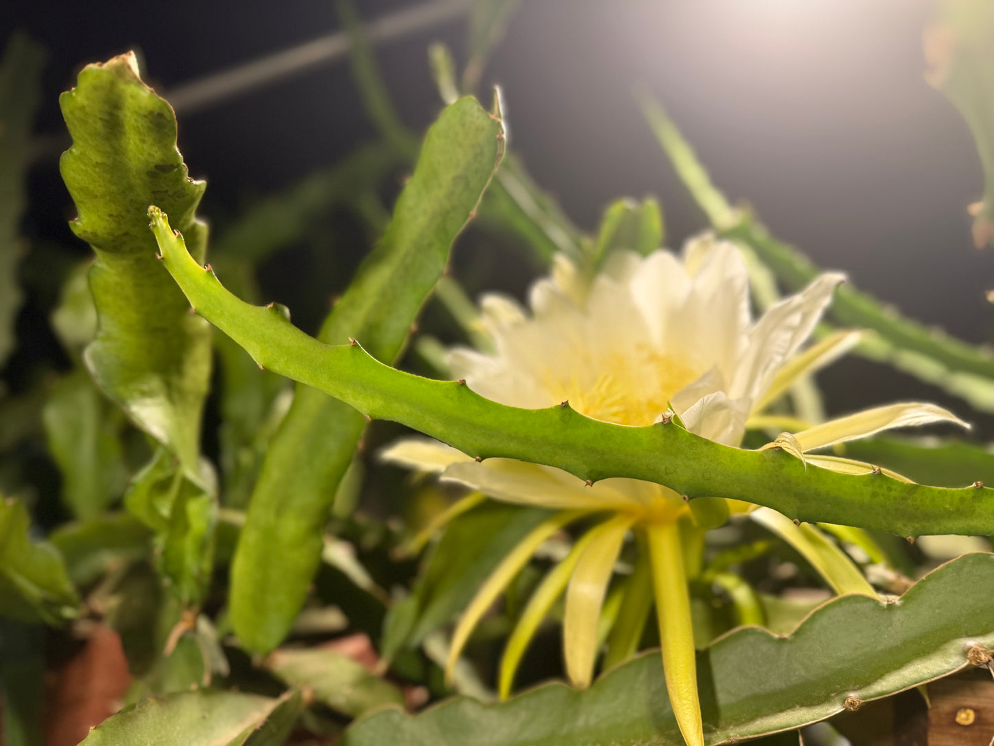 Maria Rosa dragon fruit cutting (12”)