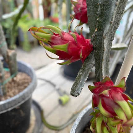 Venus dragon fruit live cuttings