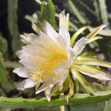 Maria Rosa dragon fruit cutting (12”)