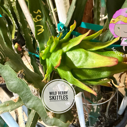 Wild Berry Skittles Dragon Fruit 🌵🍓