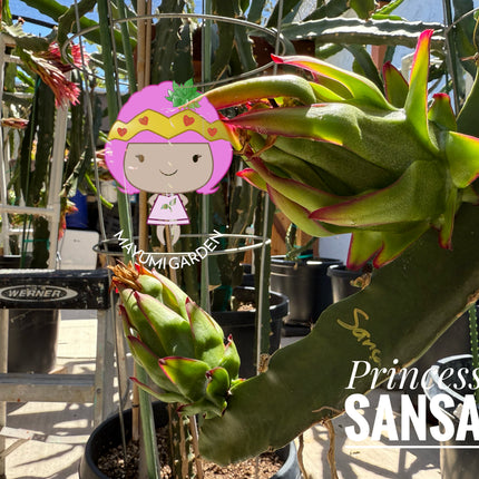 🌱 Princess Sansa
