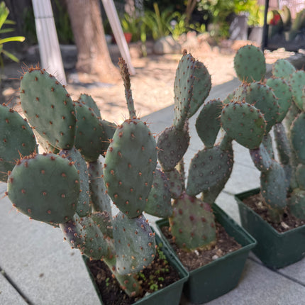 Opuntia x basilaris ‘Baby Rita prickly pear’, Cactus, Live plant Supersize
