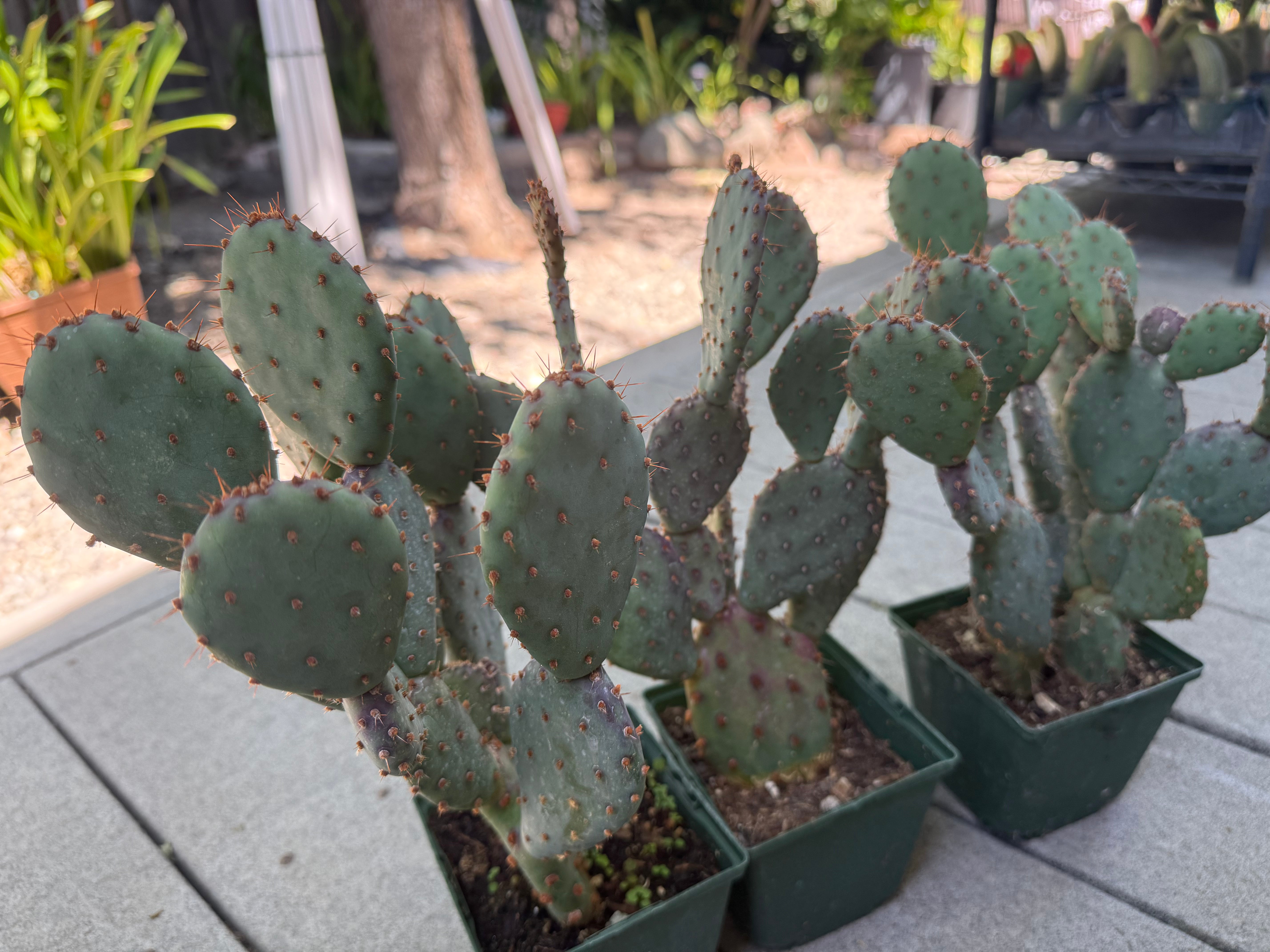 prickly pear cactus plant for sale Opuntia x basilaris 'Baby Rita prickly pear', Cactus, Live plant Super – Mayumi Garden