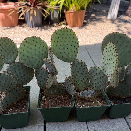 miniature prickly pear cactus Opuntia Purple Santa Rita Prickly Pear, Cactus, Live plant – Mayumi Garden
