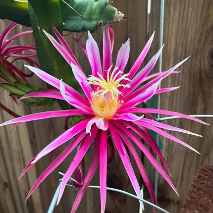 Bruni Dragon Fruit live cuttings 12"