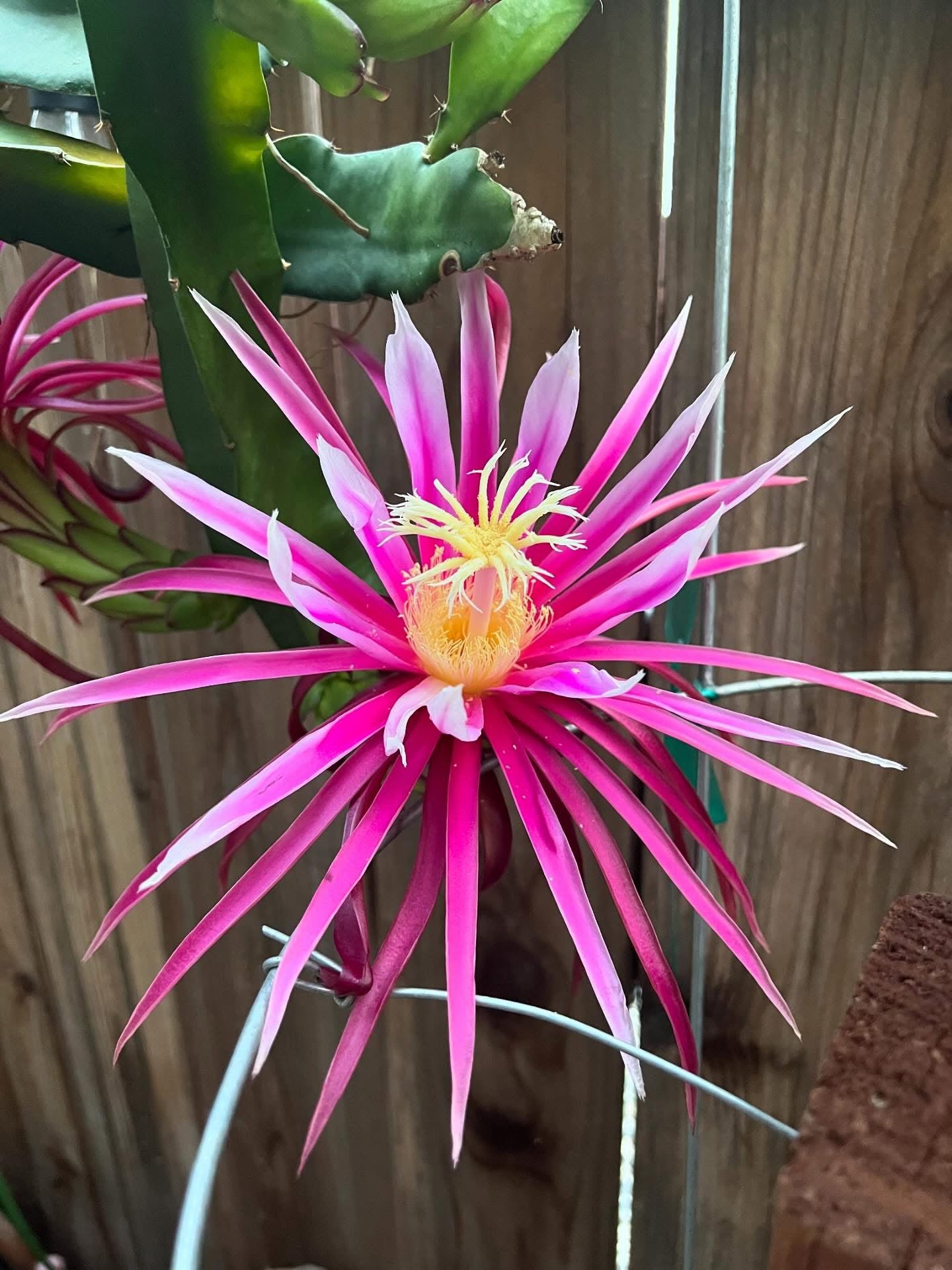Bruni Dragon Fruit live cuttings 12"