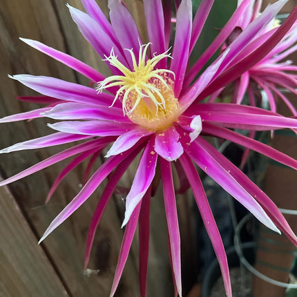 Bruni Dragon Fruit live cuttings 12"