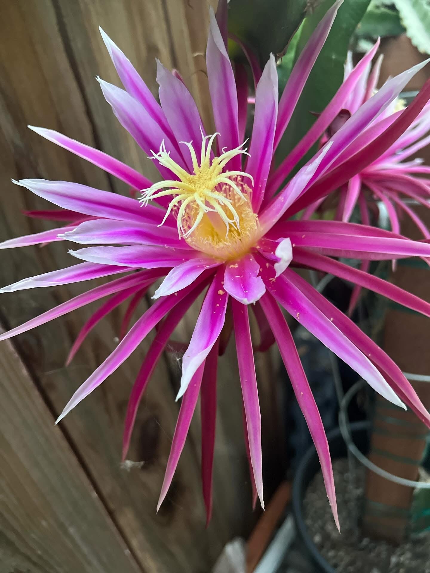 Bruni Dragon Fruit live cuttings 12"