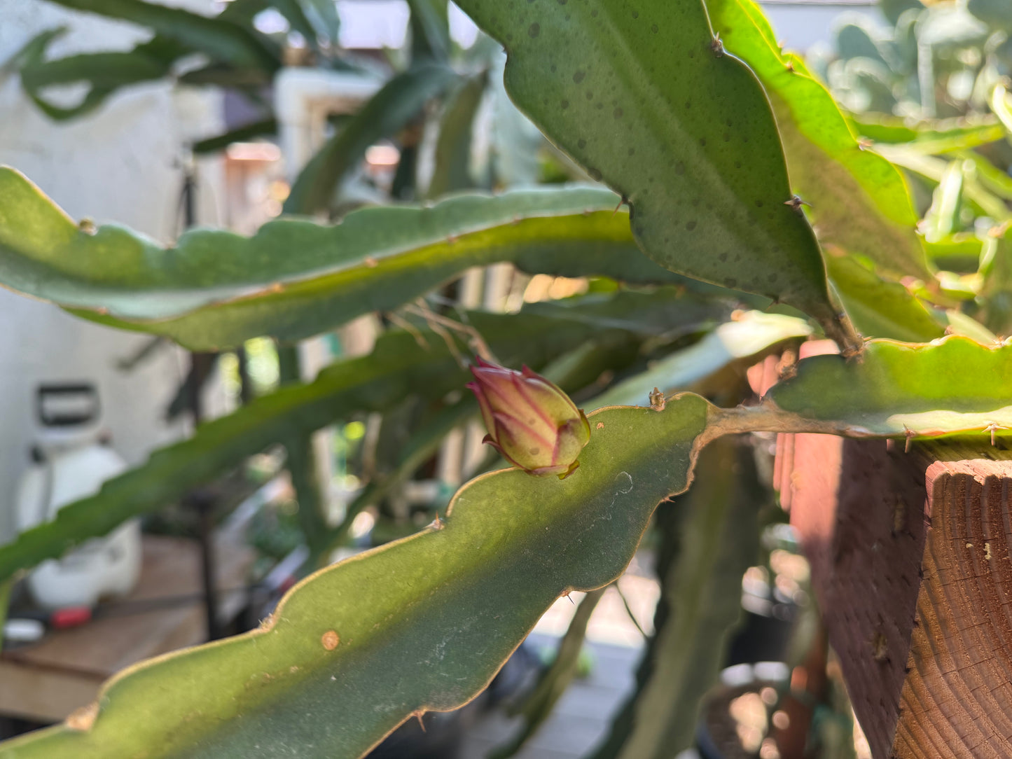 Amelie (Don Burnett ‘s hybrid) dragon fruit cutting (12") and rooted plant