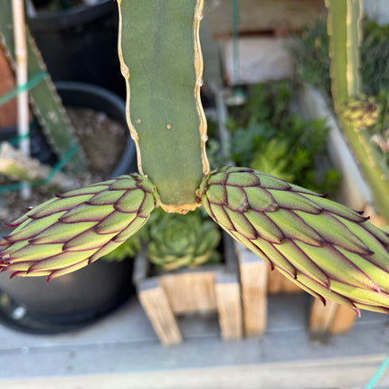 Albino Ocamponis Dragon Fruit Live cutting (12") and rooted plant