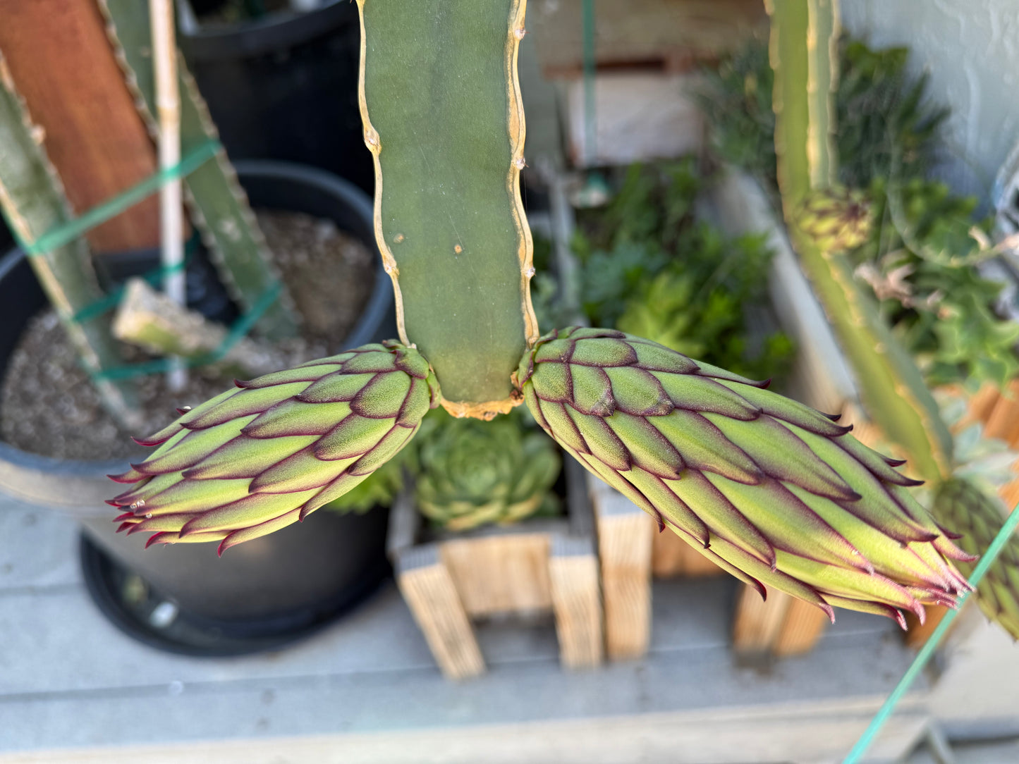 Albino Ocamponis Dragon Fruit Live cutting (12") and rooted plant