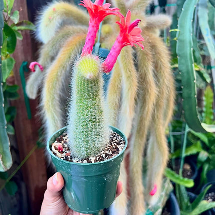 Monkey Tail (cleistocactus colademononis) live plants