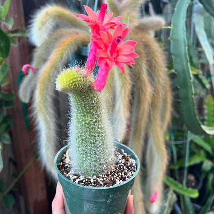 Monkey Tail (cleistocactus colademononis) live plants