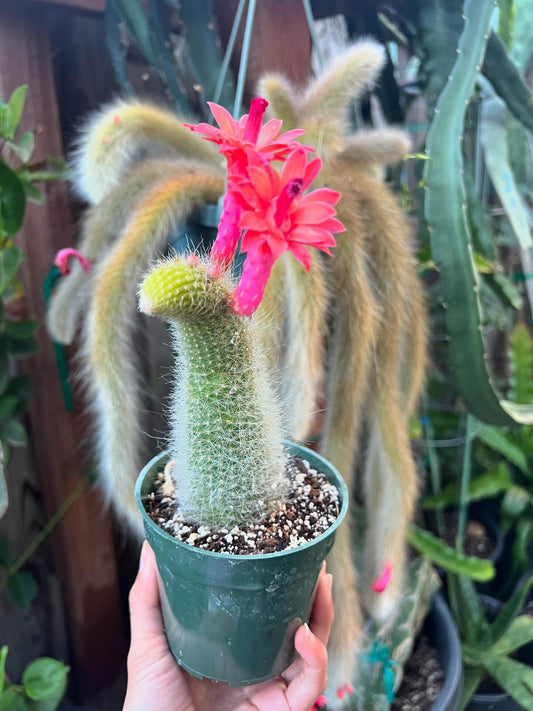 Monkey Tail (cleistocactus colademononis) live plants
