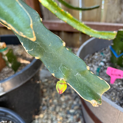 Asunta 5 White dragon fruit cuttings 12"