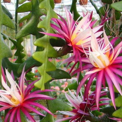 Fishbone Ric Rac Cactus (Epiphyllum anguliger / Disocactus anguliger)