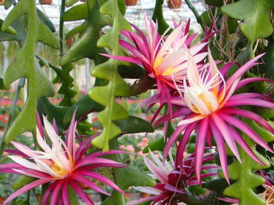 Fishbone Ric Rac Cactus (Epiphyllum anguliger / Disocactus anguliger)