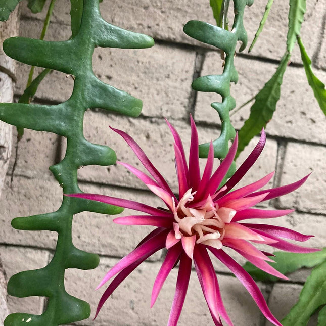 Fishbone Ric Rac Cactus (Epiphyllum anguliger / Disocactus anguliger)
