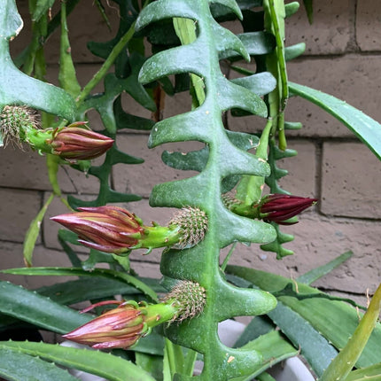 rick rack plant Fishbone Ric Rac Cactus (Epiphyllum anguliger / Disocactus anguliger)