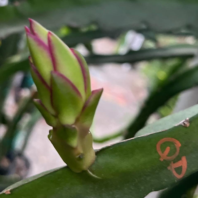 Queen Daenerys dragon fruit live cuttings and rooted plants