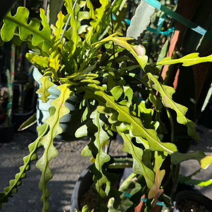 Fishbone Ric Rac Cactus (Epiphyllum anguliger / Disocactus anguliger)
