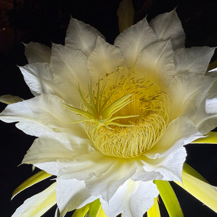 Vietnamese Giant White dragon fruit cutting and rooted plant