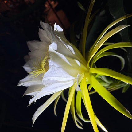 Vietnamese Giant White dragon fruit cutting and rooted plant