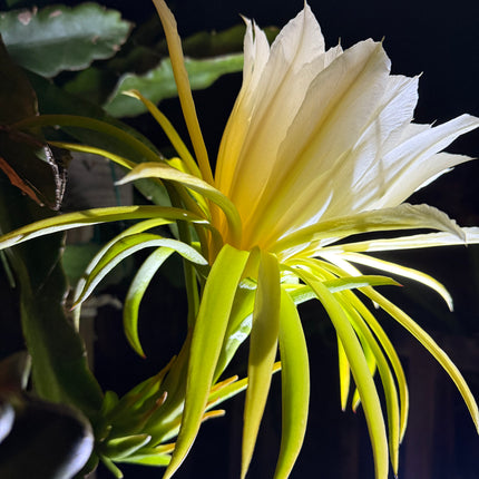 Vietnamese Giant White dragon fruit cutting and rooted plant