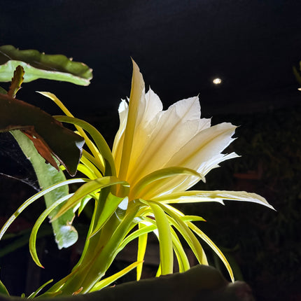 Vietnamese Giant White dragon fruit cutting and rooted plant