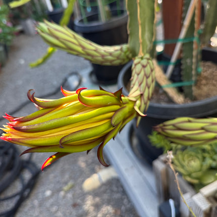 Albino Ocamponis Dragon Fruit Live cutting (12") and rooted plant