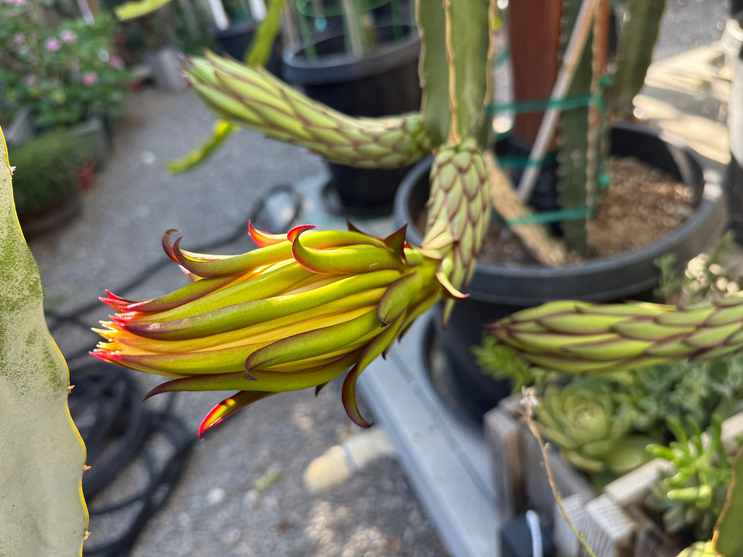 Albino Ocamponis Dragon Fruit Live cutting (12") and rooted plant