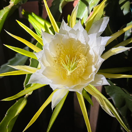 ISIS  Gold / Australian Gold dragon fruit cutting (12" or longer)