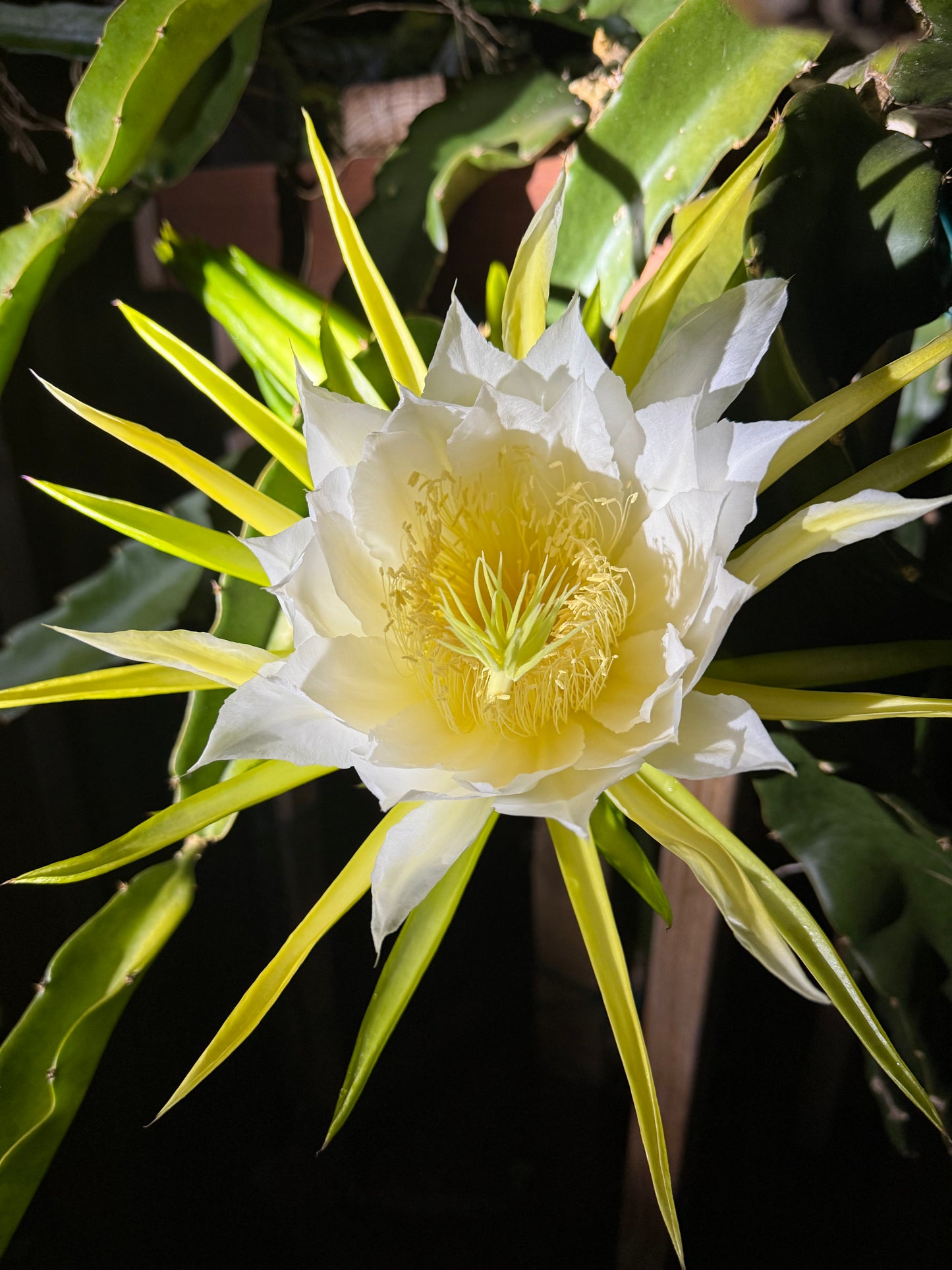 ISIS  Gold / Australian Gold dragon fruit cutting (12" or longer)