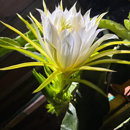 ISIS  Gold / Australian Gold dragon fruit cutting (12" or longer)