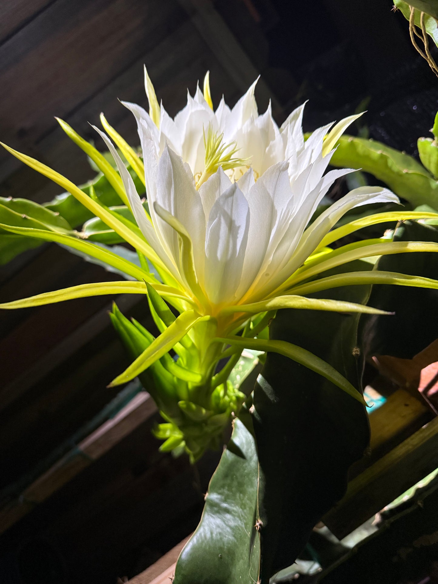 ISIS  Gold / Australian Gold dragon fruit cutting (12" or longer)