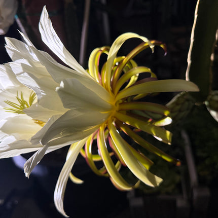 Albino Ocamponis Dragon Fruit Live cutting (12") and rooted plant
