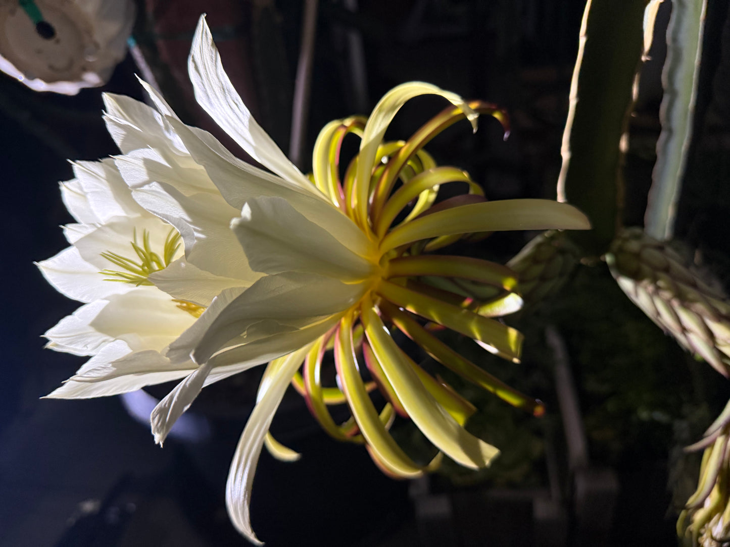 Albino Ocamponis Dragon Fruit Live cutting (12") and rooted plant