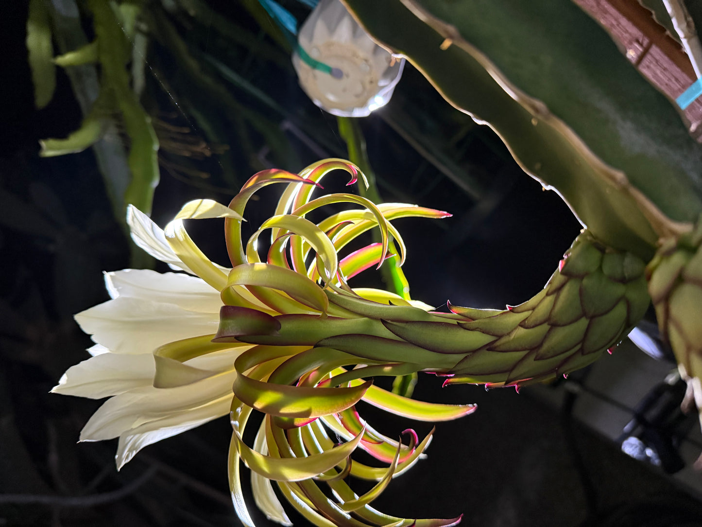 Albino Ocamponis Dragon Fruit Live cutting (12") and rooted plant