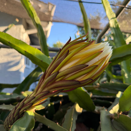 El Grullo Dragon Fruit cuttings 12"