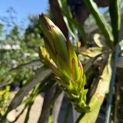 Queen Daenerys dragon fruit live cuttings and rooted plants