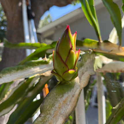 Queen Daenerys dragon fruit live cuttings and rooted plants