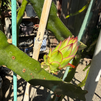 Asunta 6 Dragon Fruit Live Cuttings (12") (Official Asunta 6)