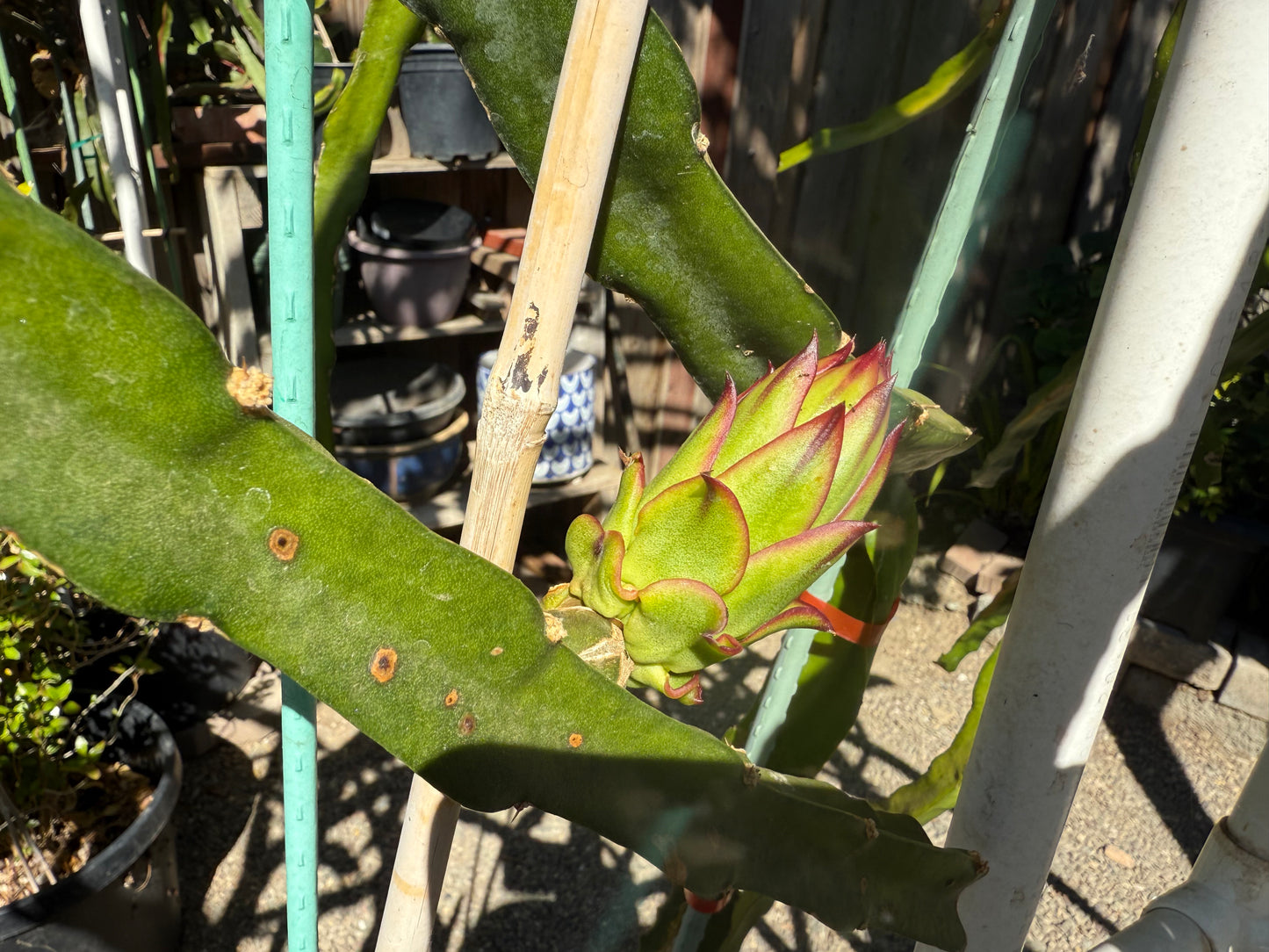 Asunta 6 Dragon Fruit Live Cuttings (12") (Official Asunta 6)