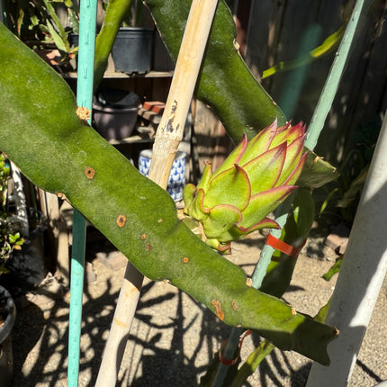 Asunta 6 Dragon Fruit Live Cuttings (12") (Official Asunta 6)