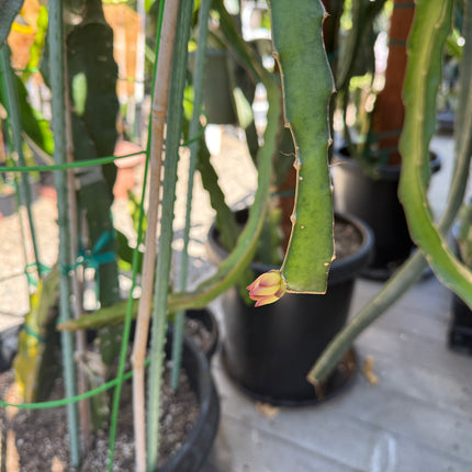 Ocamponis cristal dragon fruit live cutting (12")