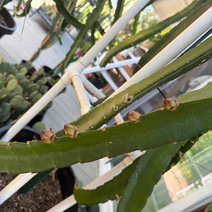 Venus dragon fruit live cuttings